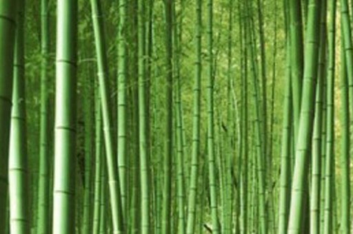 2025年上海米其林餐厅排行前十2025近期排名前十名盘点